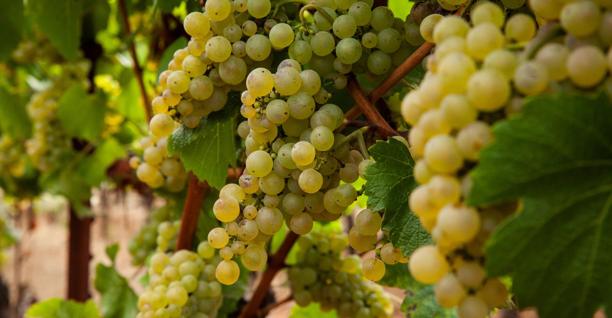 Chardonnay grape clusters on vine
