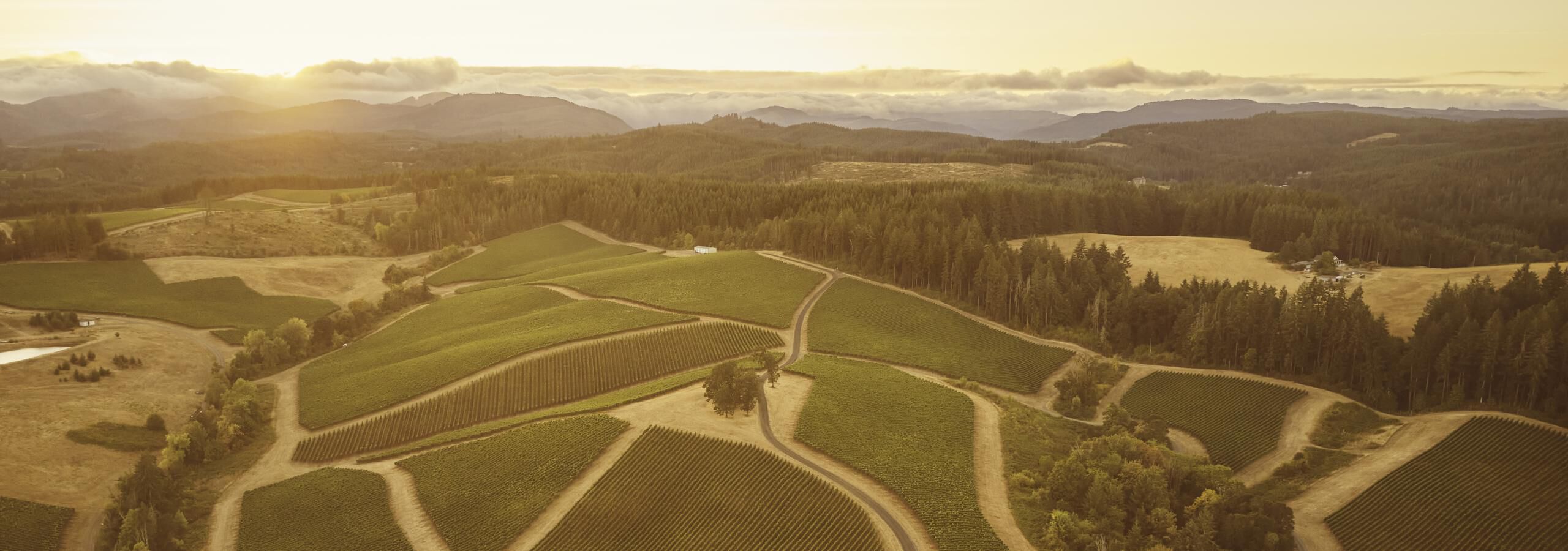 Gran Moraine Vineyard from the air during sunset