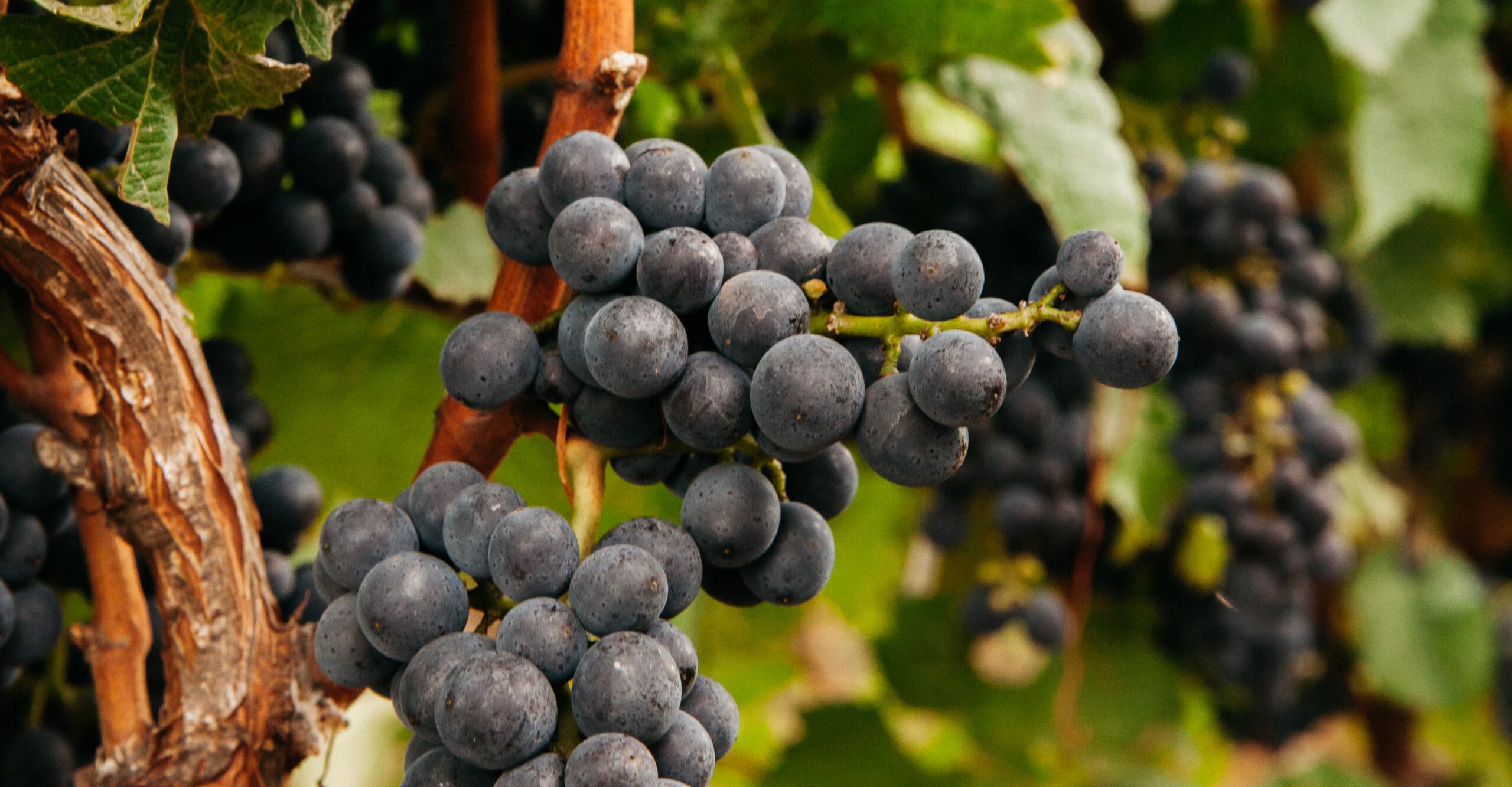 Cluster of Pinot Noir grapes hanging on a vine