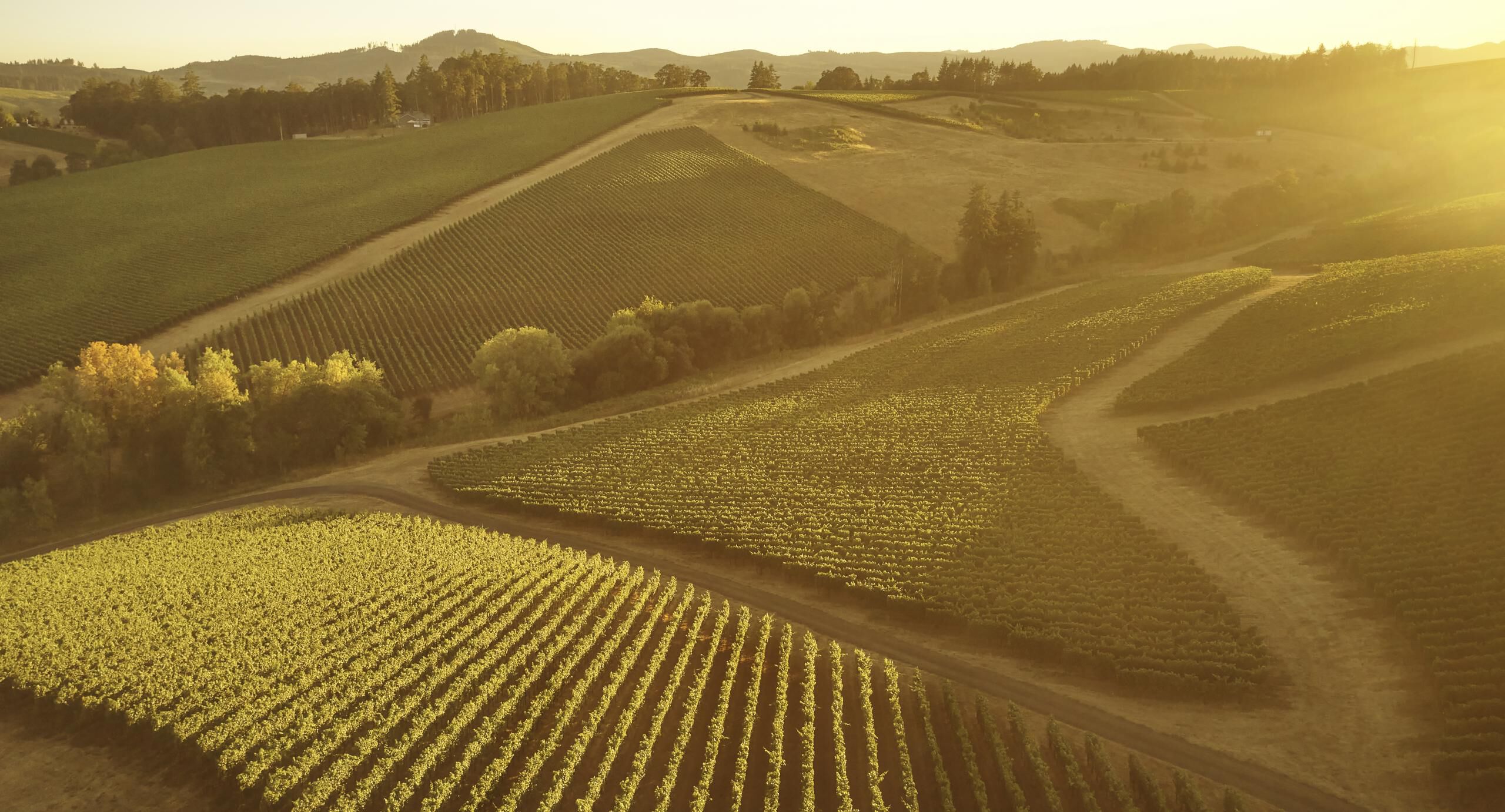 Gran Moraine vineyard from the air during sunset