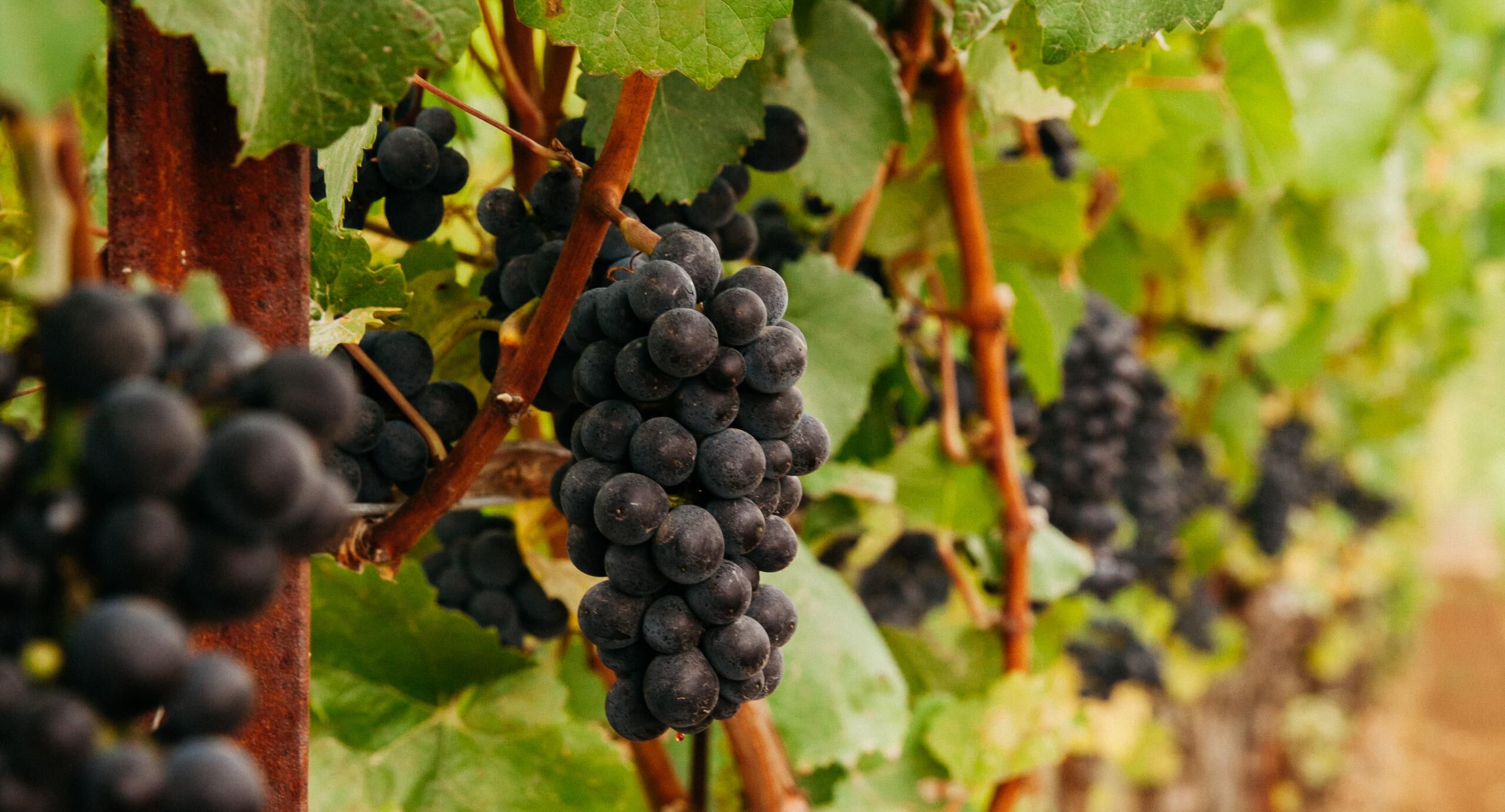 Cluster of grapes on the vine
