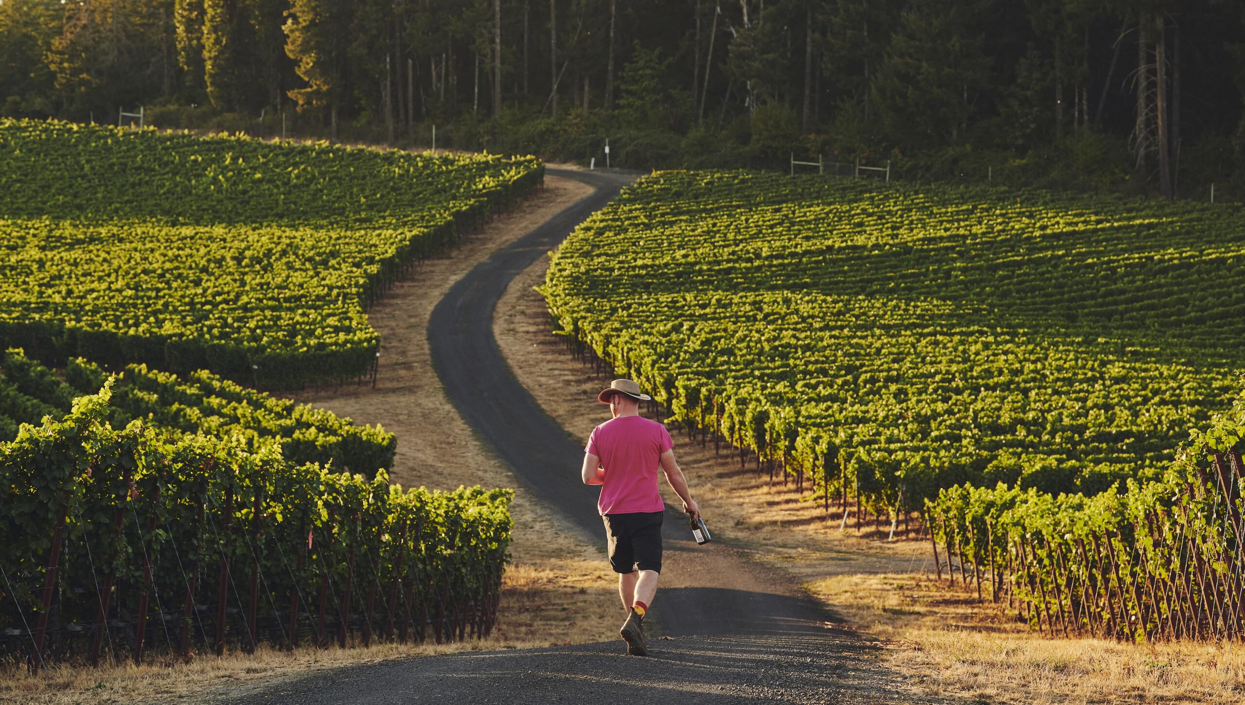 Man with a pink shirt walking through a vineyard holding a wine bottle